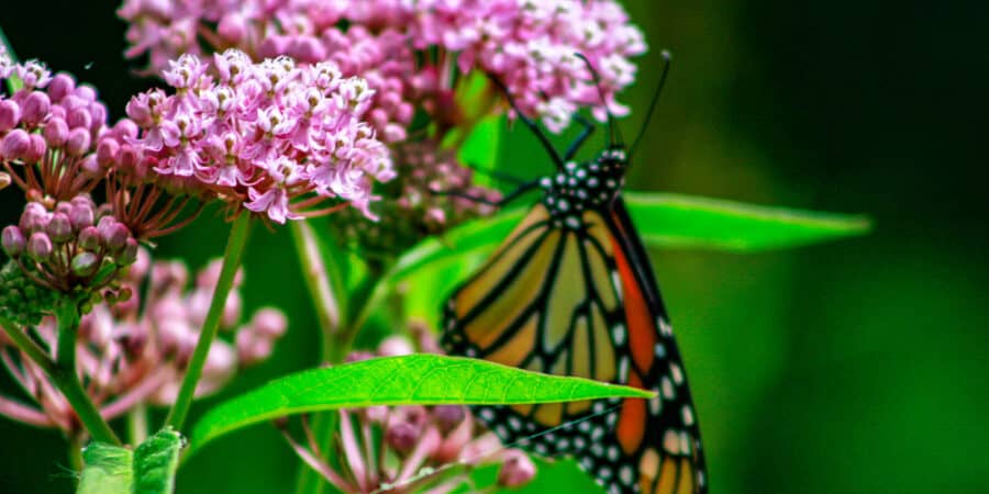 All About Pollinator Gardens Stephens Landscaping Professionals