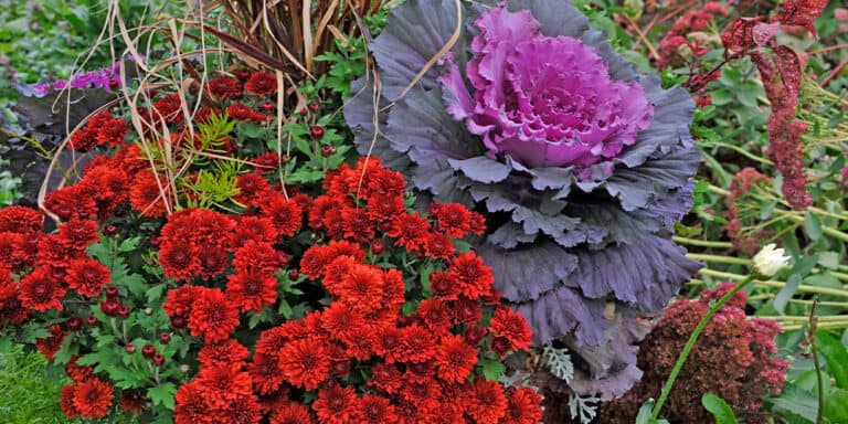 A Guide To Fall Container Gardening In New Hampshire Stephens