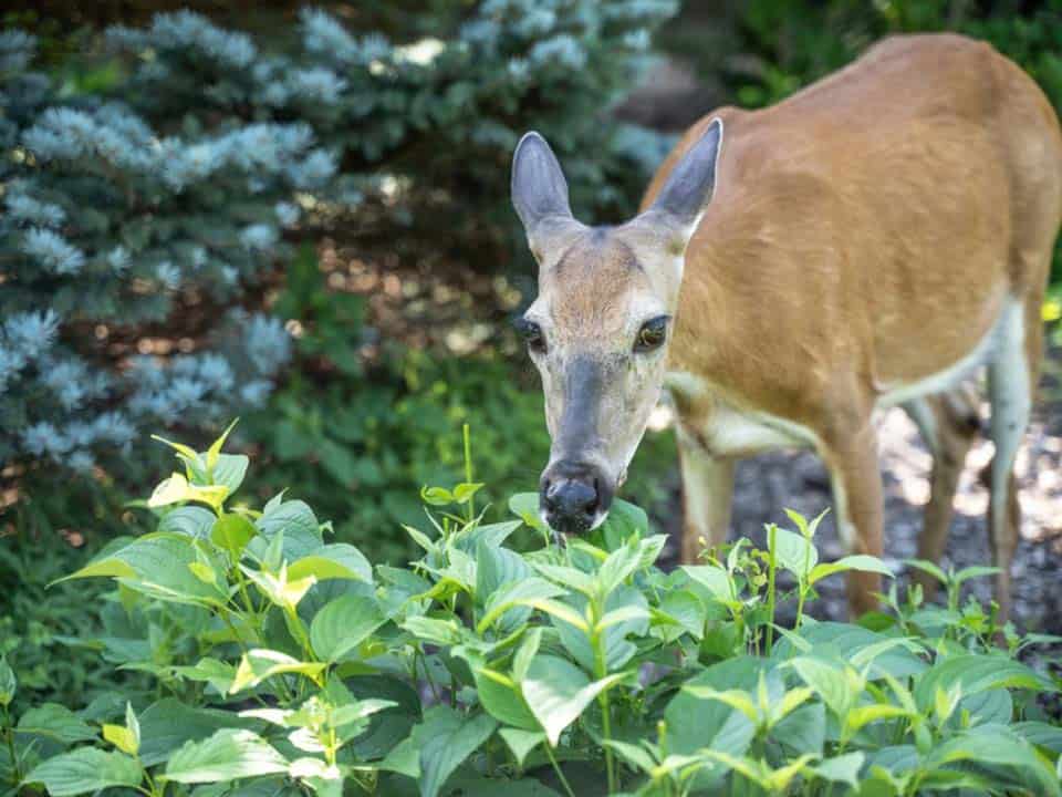 Deer Resistant Plants For The Lakes Region Stephens Landscaping