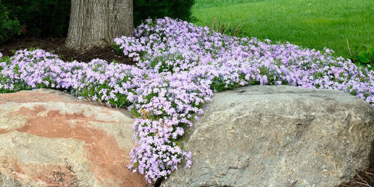 Groundcovers: What They Are and Why We Love Using Them - Stephens ...