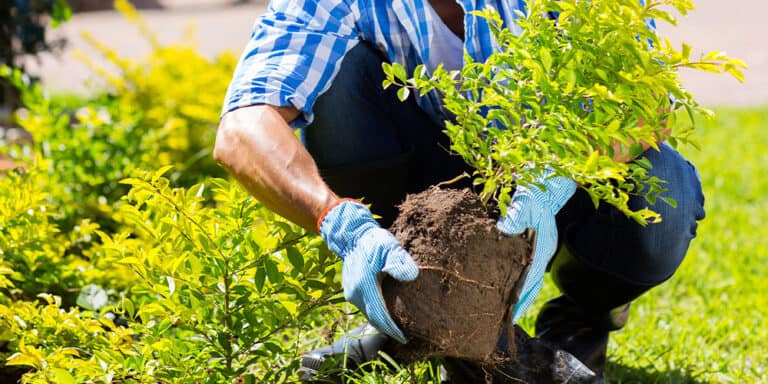 When to Plant Trees and Shrubs - Stephens Landscaping Professionals