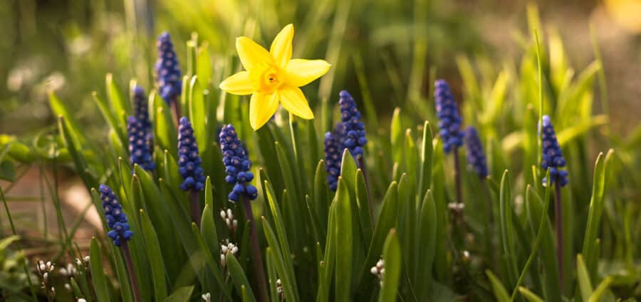 plant-bulbs-in-the-fall-for-spring-blooms-stephens-landscaping