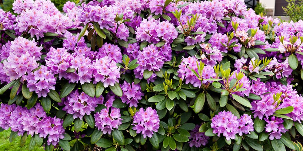 Azaleas vs. Rhododendrons - Stephens Landscaping Professionals