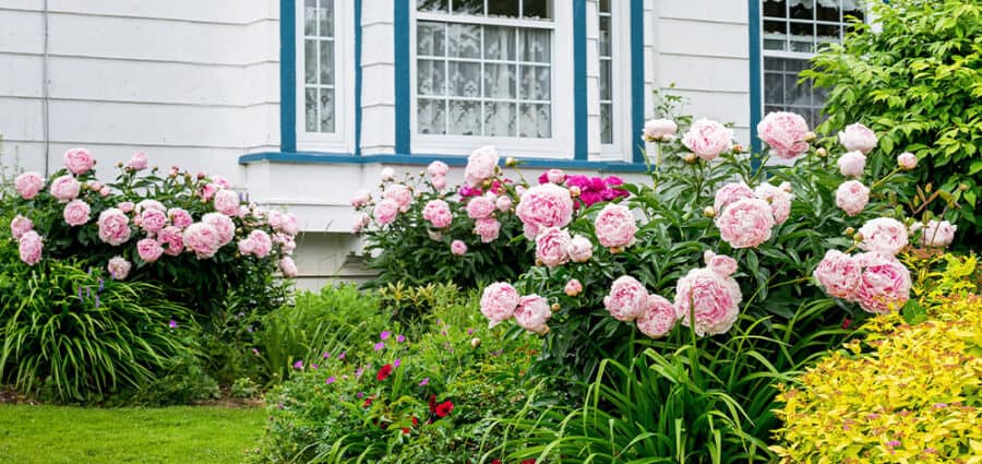 Fall Care for Peonies in Moultonborough - Stephens Landscaping ...